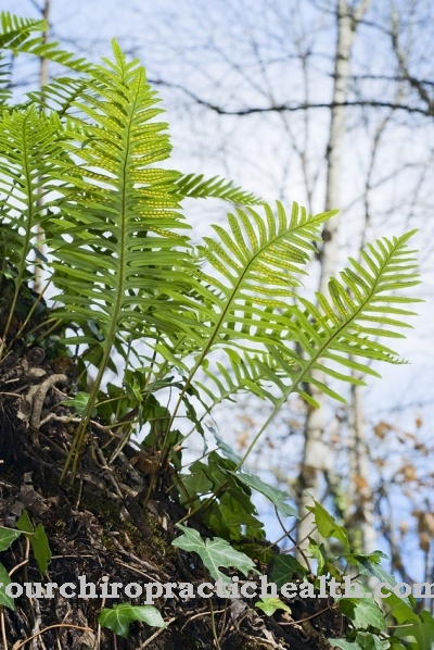 Common potted fern