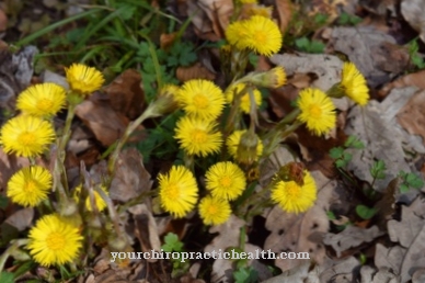 „Coltsfoot“