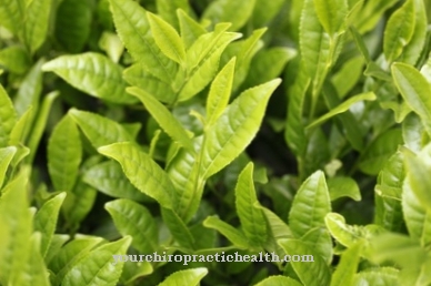 Tea (medicinal plant)