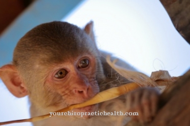 Beždžionių raupai