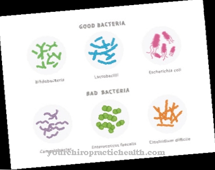 absencia baktérií