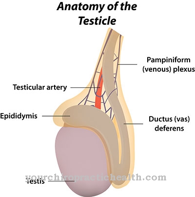 Testicular atrophy
