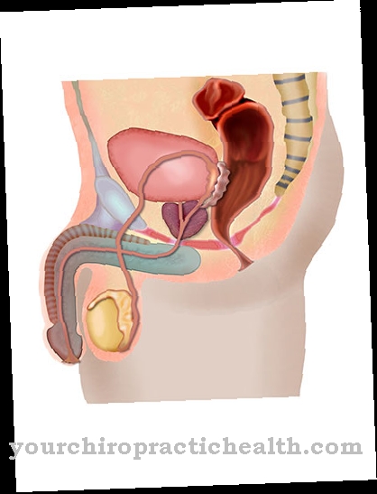 Undescended testicle (Maldescensus testis)