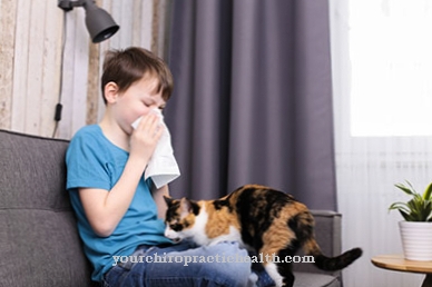 Allergia ai gatti