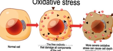 Oxidatív stressz