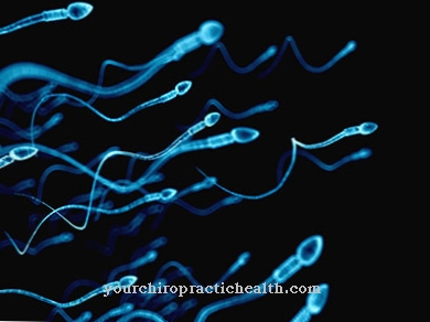 Spermatitis