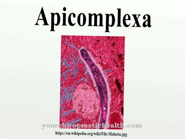 Apicomplexa