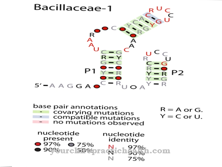 Bacillaceae