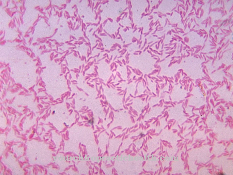 Bacteroides