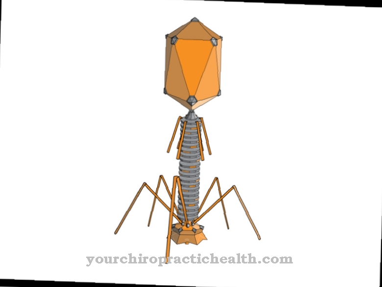 bakteriofagin