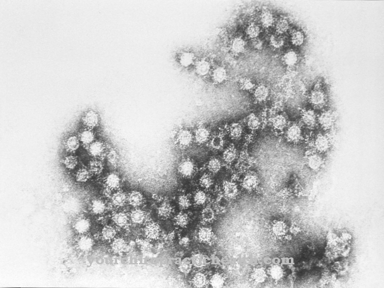 Coxsackie-virus