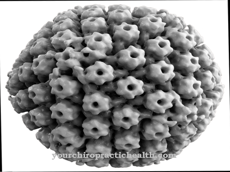 Virus herpes simplex