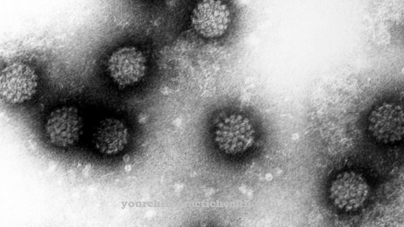 Papillomavirus manusia