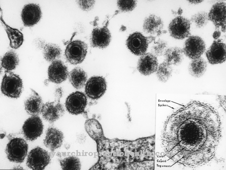 Human herpes virus 6