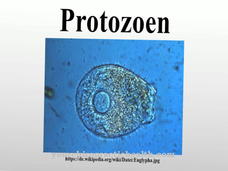 protozoer