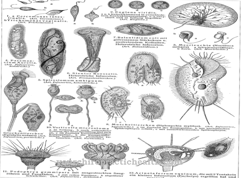 Rhizopodes