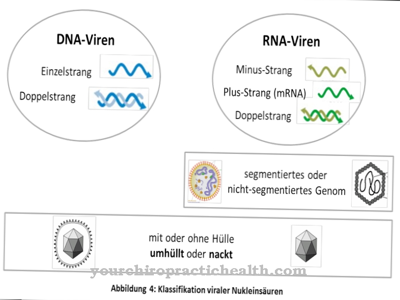 RNA virüsleri