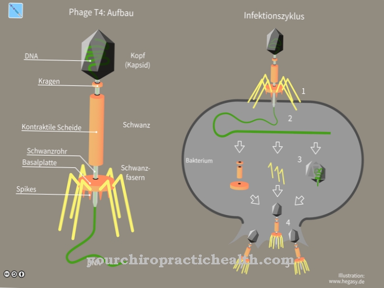T phage
