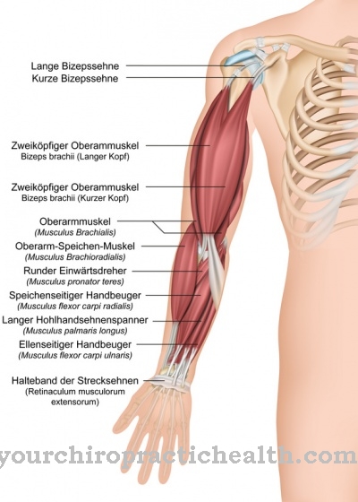 Krperprozesse - Biceps tendon reflex