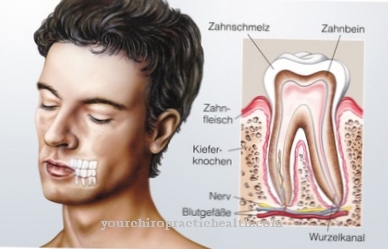 dentinogenesis