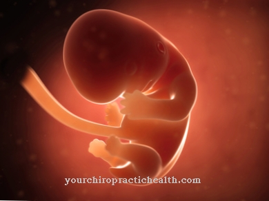Embryon leverudvikling