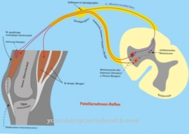 Réflexe du tendon rotulien