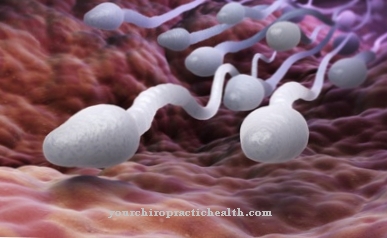 Spermatogenezė