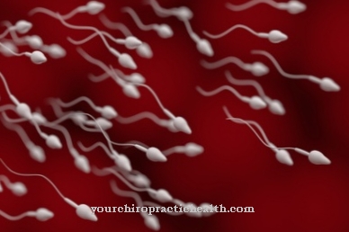 spermiogenézie