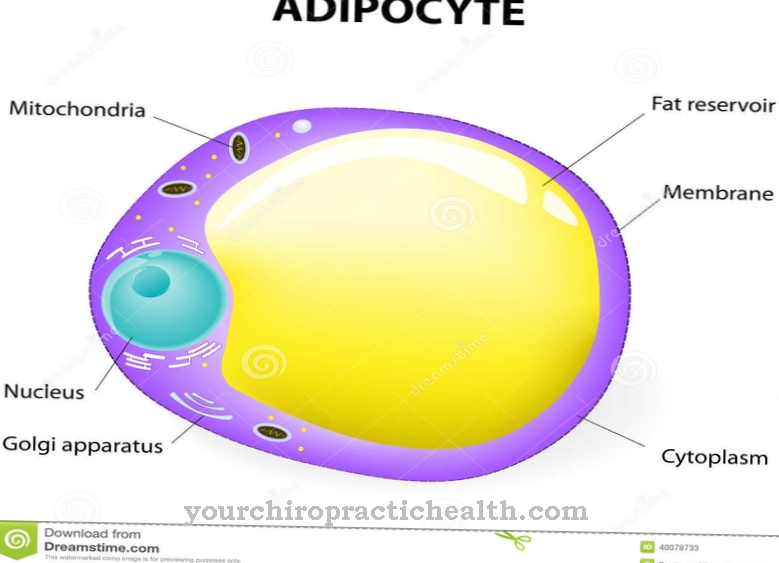 адипоцитите