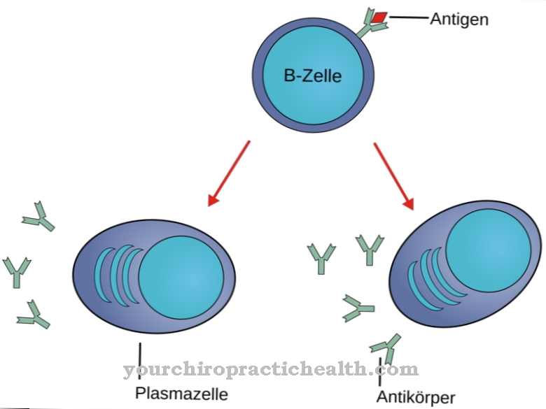 B-lymfocytter