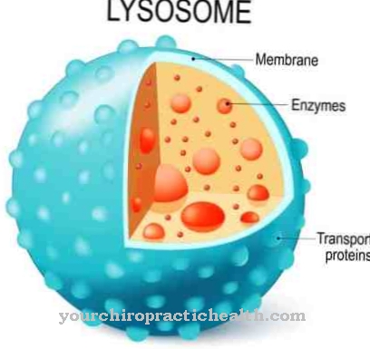 lysosomer