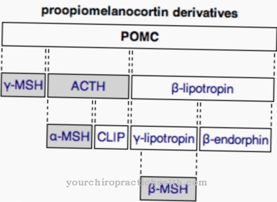 proopiomelanocortin