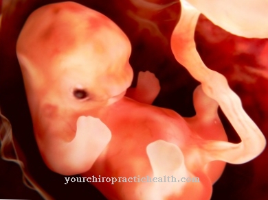 Sviluppo del bambino nell'utero