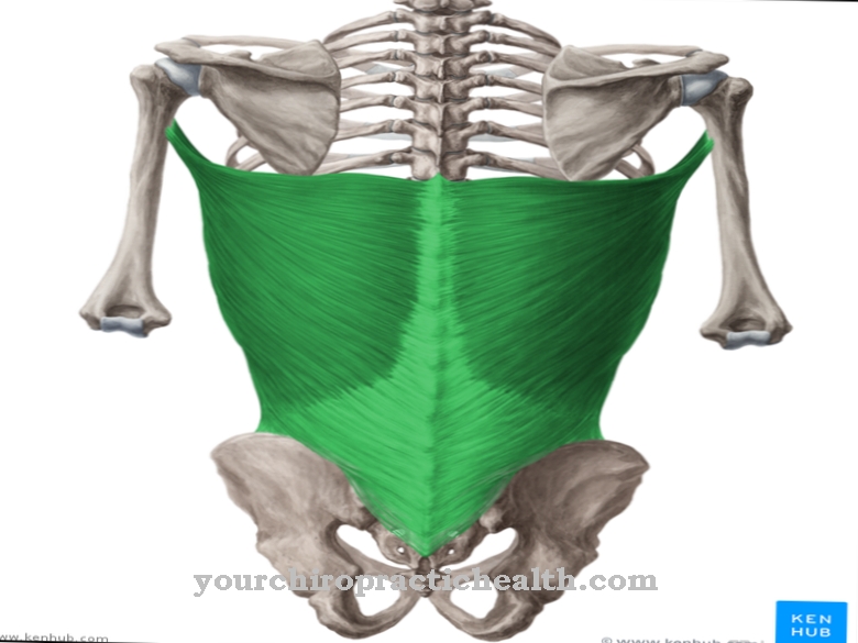 M longissimus Dorsi