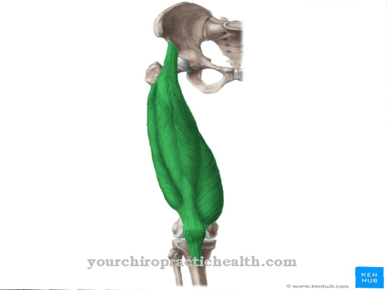 Quadriceps femoris muscle