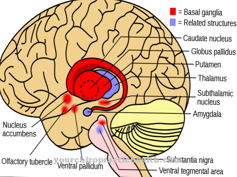 Базальные ганглии мозга. Базальные ганглии putamen. Путамен мозга это. Базальные ганглии головного мозга. Височные базальные ганглии.