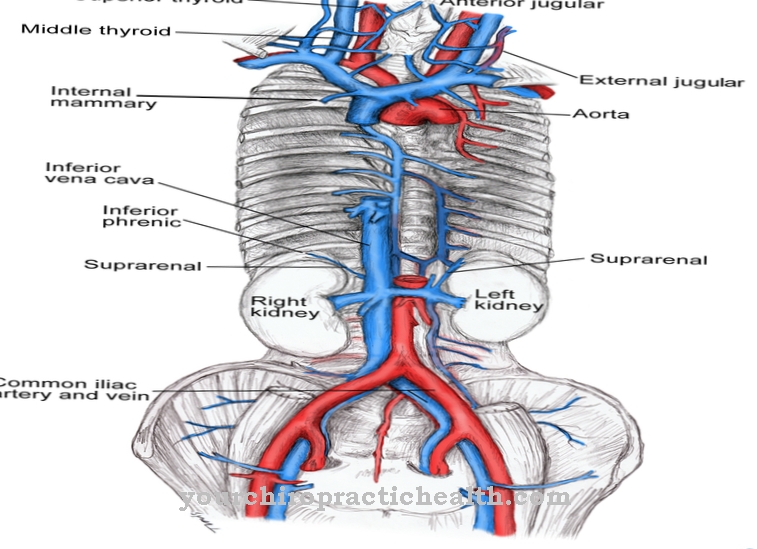 Две нижних полых вены. Нижние полые вены анатомия.
