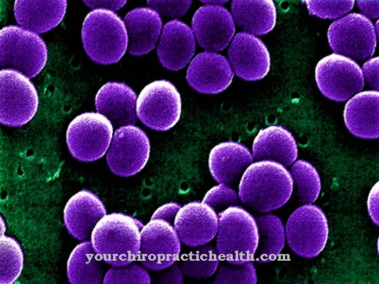 Staphylococcus aureus